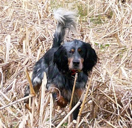 Laurel Lynnhill Luke, Michelle's dream bird dog, llewellin setter